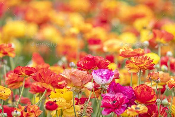 Pink ranunculus flower - Stock Photo - Images