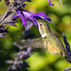 Hummingbird feeding - PhotoDune Item for Sale