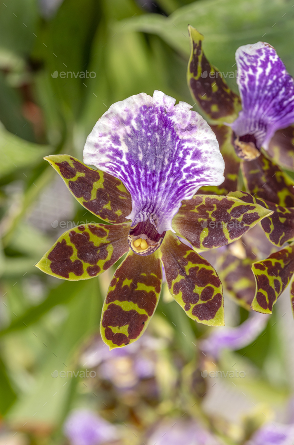 Blooming orchid - Stock Photo - Images