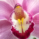 Beautiful purple orchid - PhotoDune Item for Sale