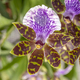 Blooming orchid - PhotoDune Item for Sale