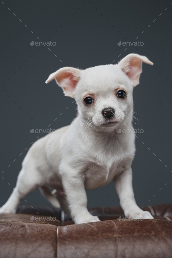 White hotsell furry chihuahua