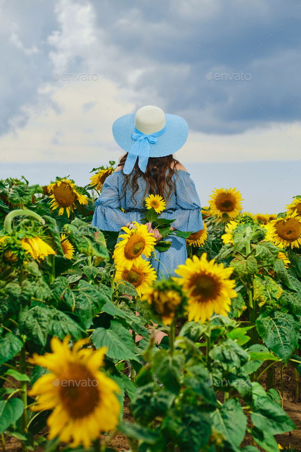 Back view of a woman in sunflower field with her hands behind her back and holds sunflower