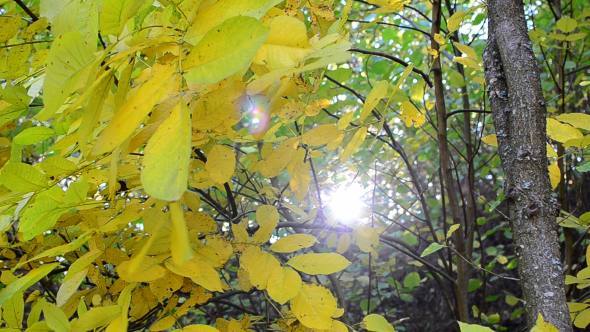 Autumn Forest 1