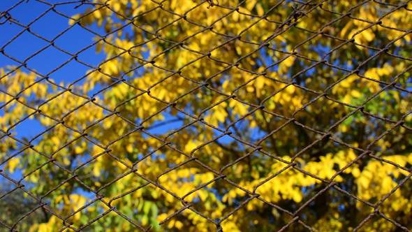 Colored Autumn Trees