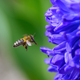 Flying bee landing to violet flower. Wildlife scene from nature - PhotoDune Item for Sale
