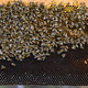 Close up view of the working bees on honey cells - PhotoDune Item for Sale