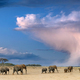 Large elephant herd walking through the dried up land under a stormy sky towards the horizon - PhotoDune Item for Sale