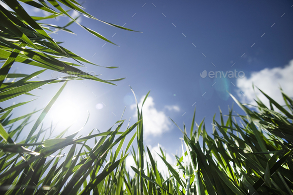 Spring time green wheat seen from below - Stock Photo - Images