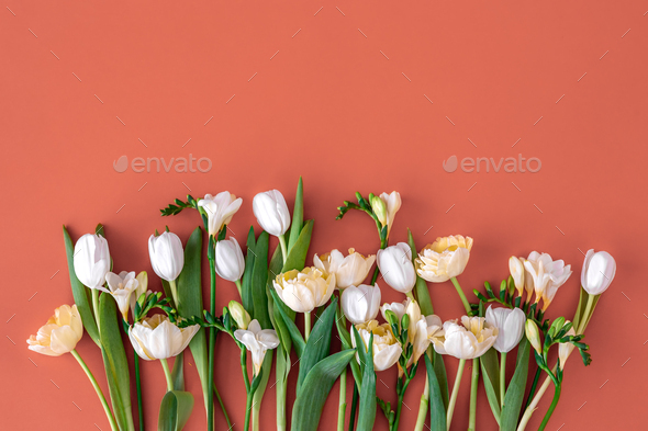 Bouquet of white tulips on a red background, flat lay.