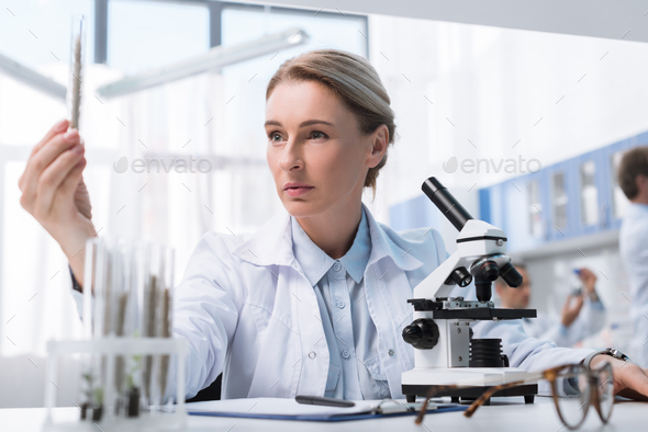 Concentrated chemist in white coat examining test tube with wheat ears in chemical lab