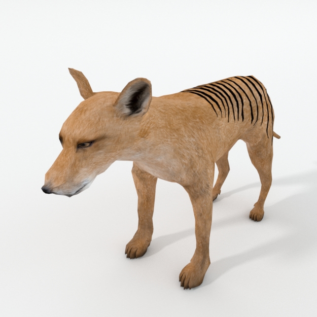 Tasmanian Tiger by 3dlowpoly | 3DOcean