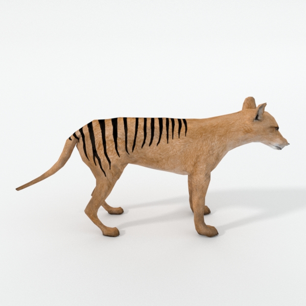 Tasmanian Tiger by 3dlowpoly | 3DOcean