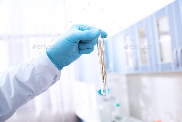 Cropped shot of a doctor in latex gloves holding a test tube with wheat ears