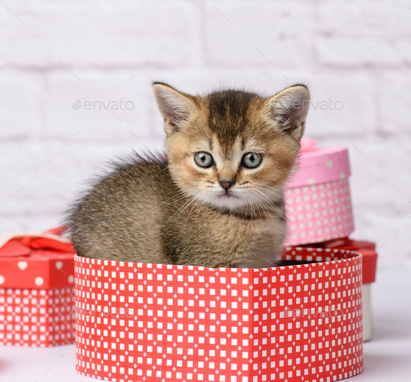 Cute kitten Scottish golden chinchilla straight breed sits and boxes with gift