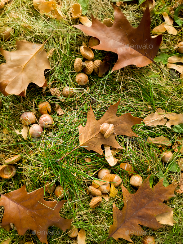 Closeup of green lawn covered with yellow fallen oak leaves and acorns - Stock Photo - Images
