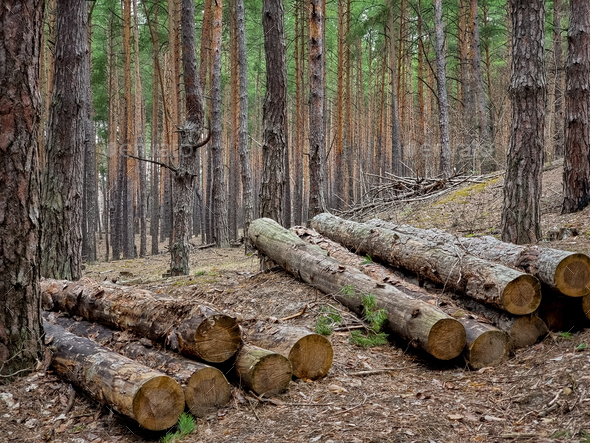 Wood stack collected of freshly cut pine tree logs in forest - Stock Photo - Images