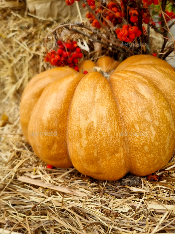Pumpkin lying on stack of hay - Stock Photo - Images