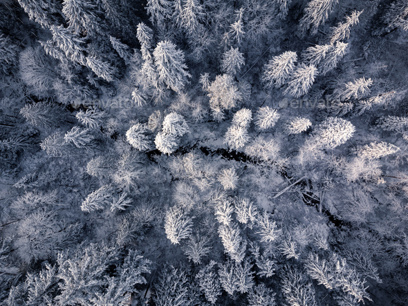Aerial view of Forest in Winter with White Snow during Holidays in Vancouver - Stock Photo - Images