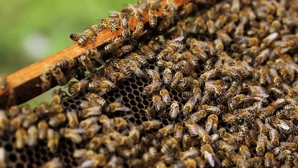 Close Up View of Colony of Bees Crawling on the Beehive Frame with Honeycomb Honey alt
