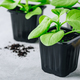 Flower Seedling plastic pot on gray background. Homegrown plant seedling. - PhotoDune Item for Sale
