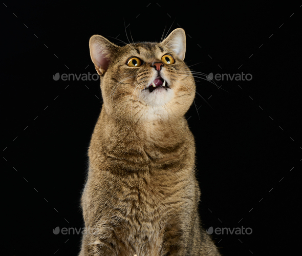 Cute adult gray cat scottish straight cat sits on a black background and looks up
