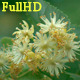 Inflorescences Lime - VideoHive Item for Sale