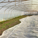 Greenhouse organic vegetable plantation covered with agrotextile. - PhotoDune Item for Sale