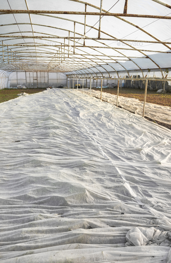 Organic vegetable plantation covered with agrotextile. - Stock Photo - Images