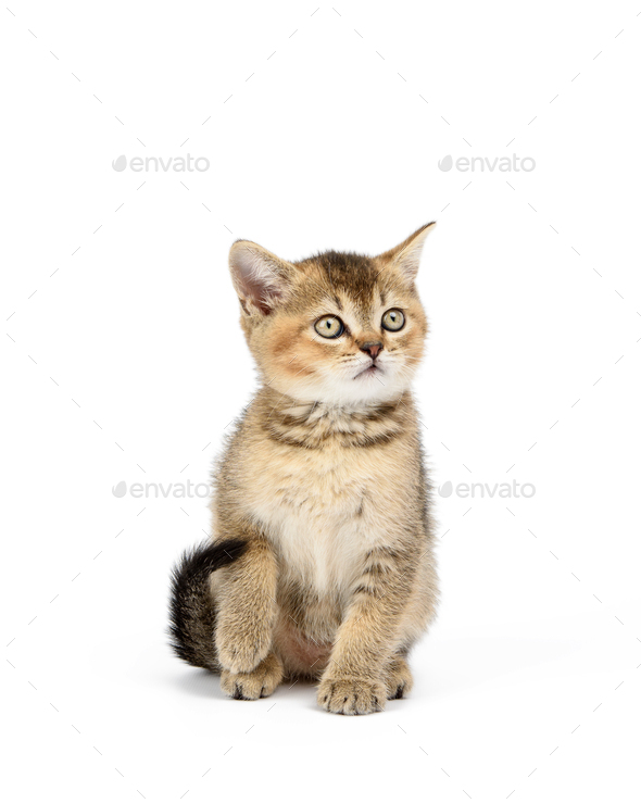 Kitten golden ticked british chinchilla straight sits in front on a white isolated background