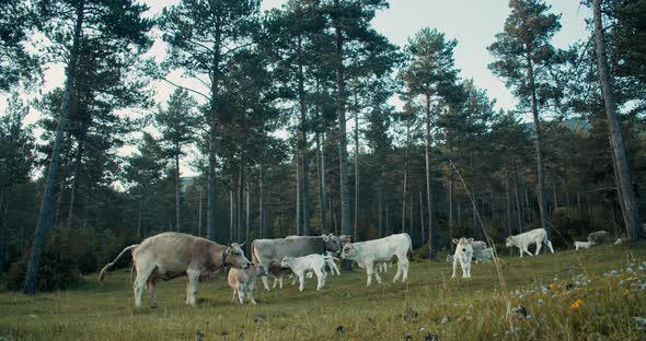 Herd of Cows Grazing the Grass on Freedom in Forestal Meadow alt