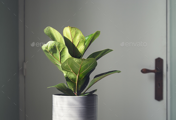 Ficus Lyrata in the room - Stock Photo - Images
