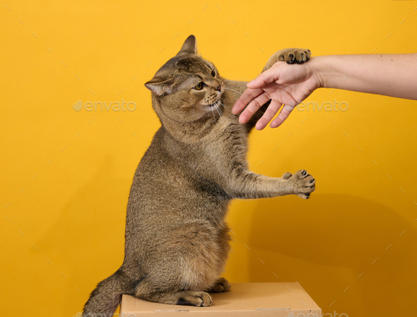 Adult gray cat, short-haired Scottish straight-eared, sits on a yellow background
