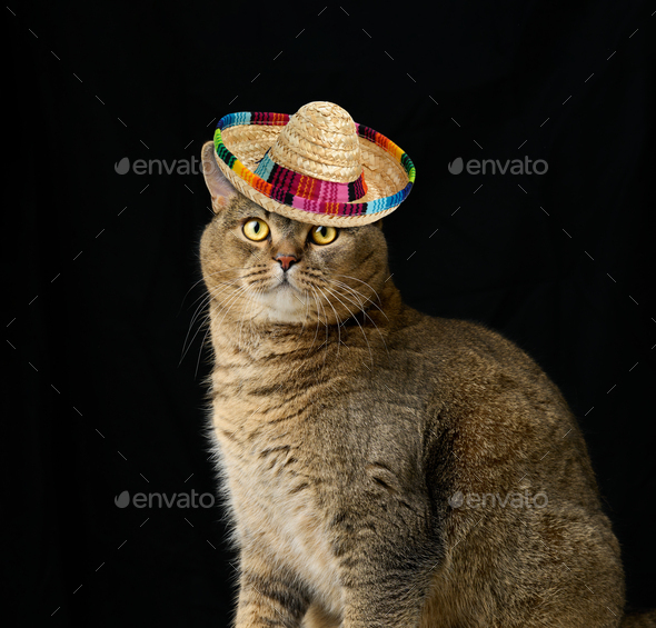 Adult purebred Scottish straight cat sits on a black background