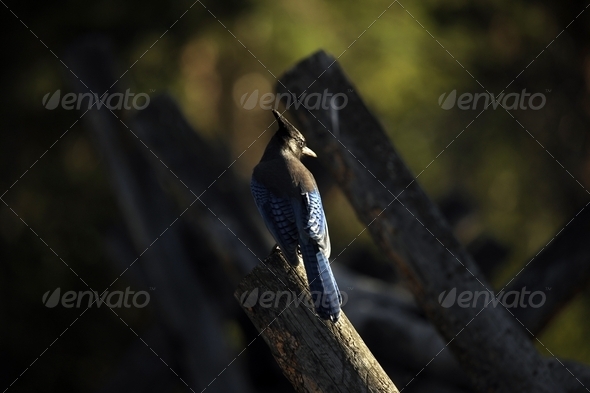 Stellers Jay - Stock Photo - Images