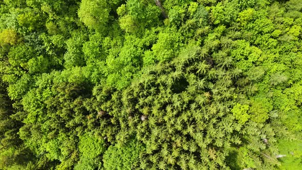 Forest Drone Video alt