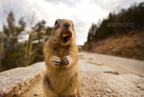 Chipmunk Dinner - Stock Photo - Images