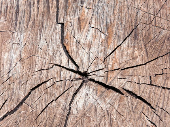 cracked old tree texture. - Stock Photo - Images