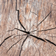 cracked old tree texture. - PhotoDune Item for Sale