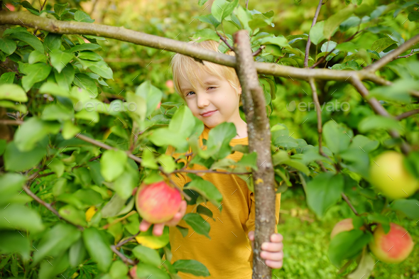 Little boy picking fresh organic homegrown apples from tree in orchard