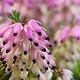 Macro of blossoms from a winter-flowering heather plant - PhotoDune Item for Sale