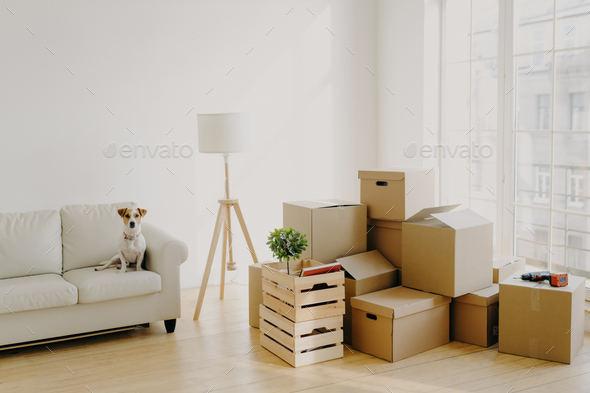 Dog sits on comfortable sofa in living room stack of boxes with personal belongings around