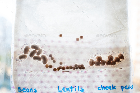 A school experiment, with legume seeds like chickpeas and lentils, inside a wet plastic bag.