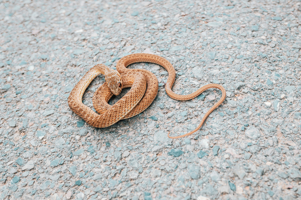 Bastard snake, Malpolon monspessulanus, typical of Europe and North Africa, resting in the sun - Stock Photo - Images