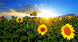 FLOWERING SUNFLOWERS