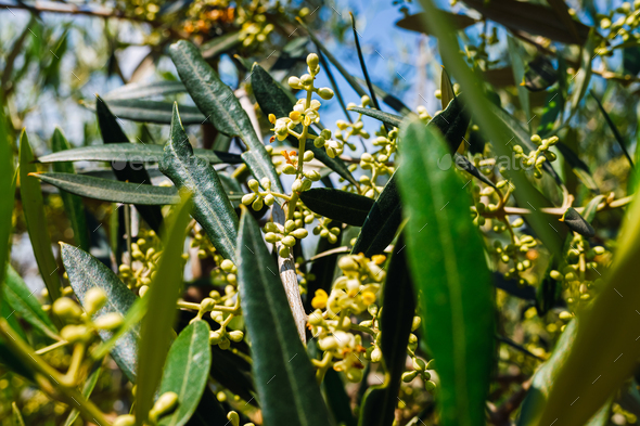 Olive tree pollen is highly allergic to people with respiratory problems and allergies.