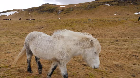 Icelandic White Horse Walks Across Moss Covered Ground 3