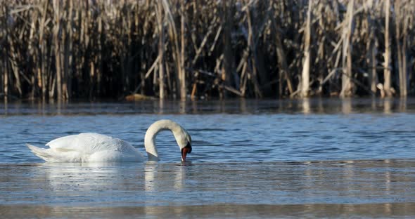 Wild bird mute swan in winter on pond alt
