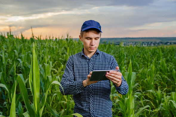 farmer stand in corn field, young agronomist with touch tablet pc, Innovative tech.