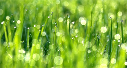 DROPS OF DEW ARE IN GREEN GRASS